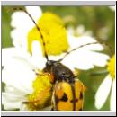 Leptura maculata - Gefleckter Schmalbock 04.jpg